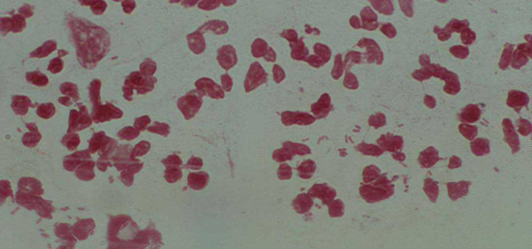 Rabbit Anti-Monkey IgG Antibody (H+L), Biotin Conjugated