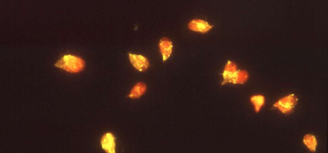 Fluorescein labelled Affinity Purified antibody to or anti-RAT IgG F(ab')2 (RABBIT)
